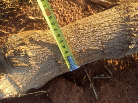 Empresa agropecuária é multada em mais de R$ 345 mil por destruição de vegetação e derrubada de árvores nativas