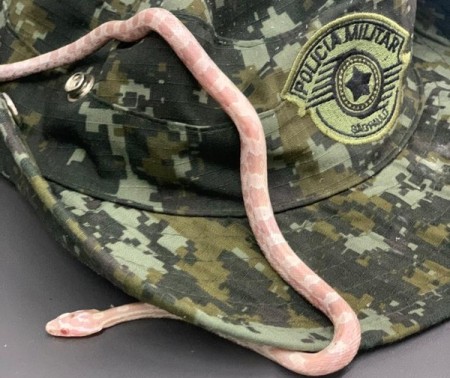 Cobra de espécie originária dos Estados Unidos é encontrada dentro de ônibus interestadual em Presidente Prudente