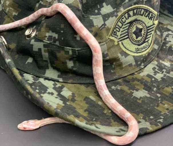 Cobra de espcie originria dos Estados Unidos  encontrada dentro de nibus interestadual em Presidente Prudente