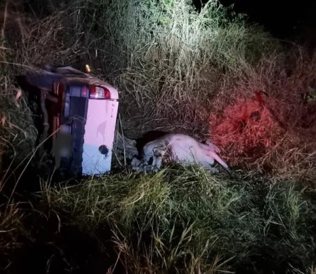 Ao fugir de abordagem da Guarda Civil Municipal, ladrões capotam picape em que transportavam boi furtado em Rancharia e acabam presos