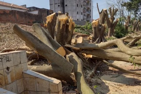 Corte e poda irregulares de árvores rendem R$ 42,5 mil em multas à Prefeitura de Regente Feijó