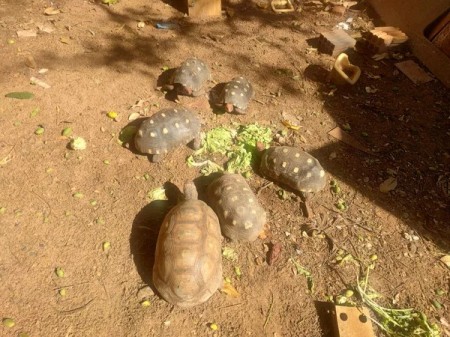 Moradoras de Dracena levam multas de R$ 6,5 mil por manter irregularmente em cativeiro 13 jabutis