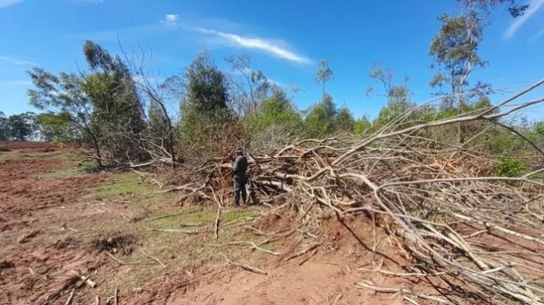 Sitiante leva multa de R$ 25,5 mil ap�s derrubar 84 �rvores nativas para plantar milho em Presidente Prudente