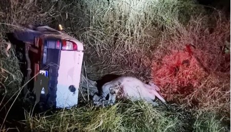 Com gado furtado, caminhonete capota após ser perseguida e três homens são presos 