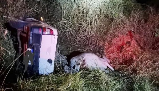 Com gado furtado, caminhonete capota ap�s ser perseguida e tr�s homens s�o presos 