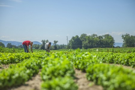 2° Almoço do Agricultor acontece neste final de semana no Comunitário do Bairro Lagoa Azul em OC