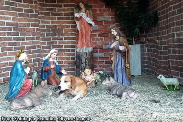 Cachorro chama aten��o de fi�is ao buscar abrigo em pres�pio da igreja cat�lica de Bastos