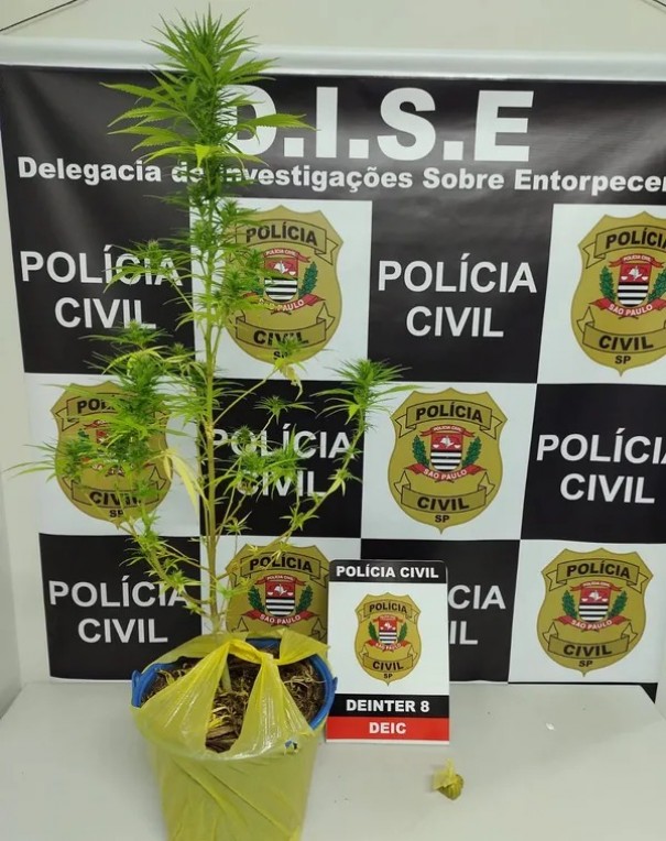 Pol�cia Civil apreende p� de maconha no Jardim Morada do Sol, em Presidente Prudente