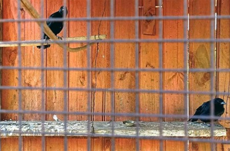 Polícia ambiental de tupã encontra pássaros em cativeiro e aplica multa de r$ 1 mil