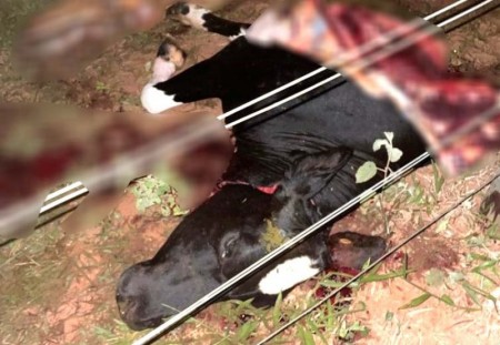 Bovino é abatido e parte da carne é furtada na zona rural de Bastos
