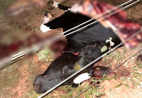 Bovino  abatido e parte da carne  furtada na zona rural de Bastos