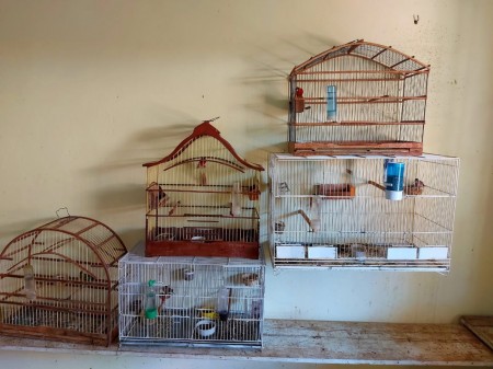 Morador de Osvaldo Cruz é autuado em R$ 3,4 mil por manter sete aves irregularmente em cativeiro 