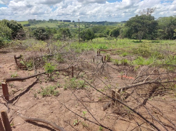 Sitiante  autuado em mais de R$ 30 mil pela derrubada irregular de 104 rvores em lvares Machado