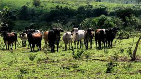 Homem é autuado em R$ 65 mil por uso de área de reserva para pastoreio de 18 bovinos