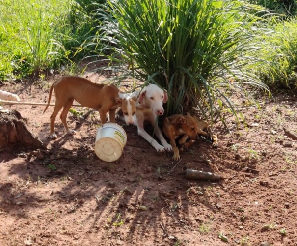 Polcia Ambiental multa homem em R$ 24 mil por maus-tratos a oito ces mantidos sem gua e comida em Rancharia