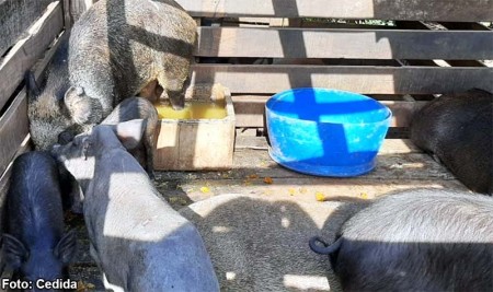 Pompeia : Polícia ambiental multa criador de javaporcos em R$ 6,2 mil 