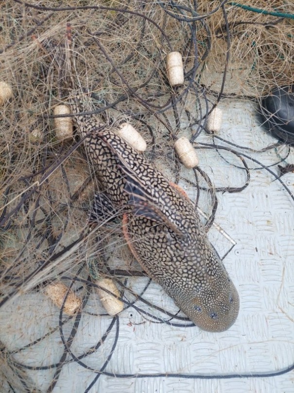 Pol�cia Ambiental flagra pesca irregular de 35 quilos de peixes e apreende 350 metros de redes em Presidente Epit�cio