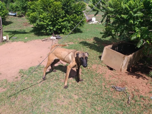 Bovinos mortos s�o encontrados em estado de decomposi��o em s�tio e propriet�rio � multado em R$ 21 mil por maus-tratos