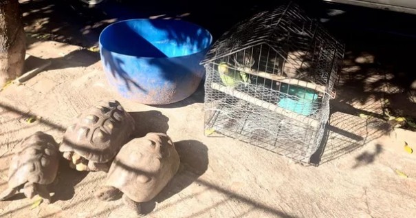 Mulher � autuada em R$ 7 mil por manter animais silvestres em cativeiro, em Osvaldo Cruz