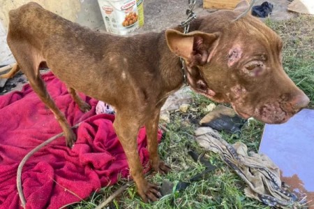 Após constatar cão com magreza excessiva, sarna e sem alimento e água, Polícia Ambiental multa mulher em R$ 3 mil