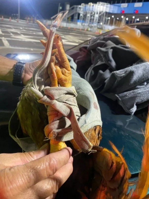 Motorista embriagado e com aves em situa��o de maus-tratos em carro se envolve em acidente e acaba preso pela Pol�cia Rodovi�ria