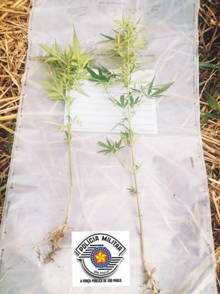 Denúncia leva Polícia Militar a apreender dois pés de maconha em Lucélia