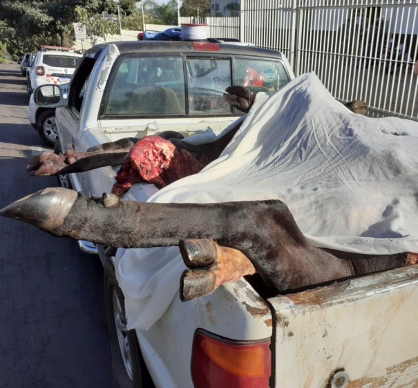Pol�cia Militar de Osvaldo Cruz faz a pris�o de quatro envolvidos no furto e abate de gado e apreende cinco animais abatidos
