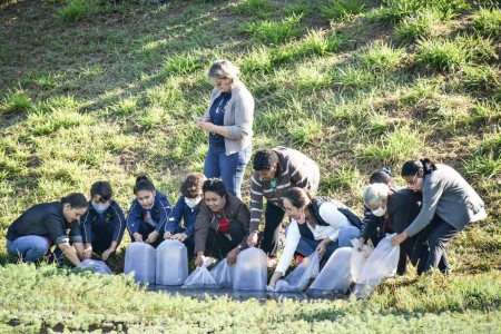 Municípios de Osvaldo Cruz e Sagres promovem soltura de peixes no Ribeirão Negrinha
