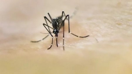 Vigilância Epidemiológica oficializa confirmação de duas mortes causadas pela dengue neste ano em Presidente Prudente
