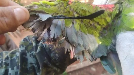 Situações de maus-tratos e de cativeiro irregular de aves rendem R$ 8 mil em multas a moradores de Presidente Venceslau