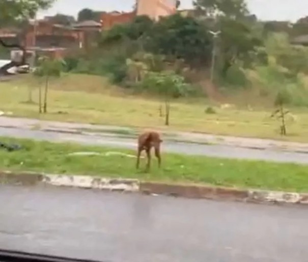 Caso de suposto abandono de cão por veículo da Prefeitura de Martinópolis é registrado na Polícia Civil
