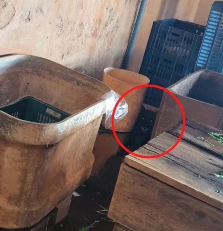 Ameaçada de extinção, onça-parda é capturada em chácara em Presidente Epitácio e devolvida à natureza