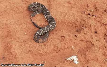 Cobra cascavel é capturada no interior de oficina em Bastos