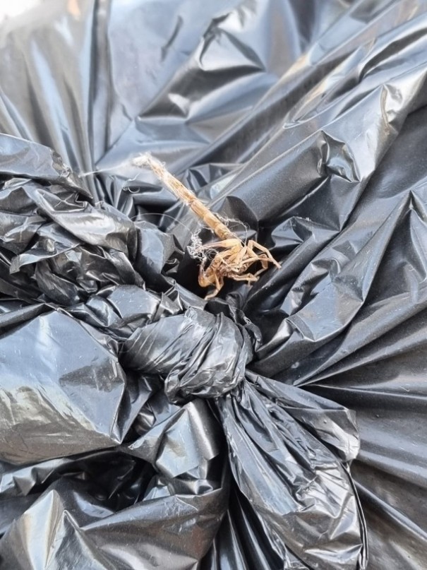 Prefeitura de OC pede que populao no descarte escorpies no lixo