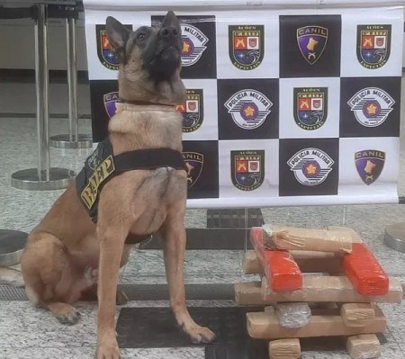 Durante vistoria em ônibus, cão de faro indica presença de droga em bagagem e PM apreende 10,5 kg de maconha