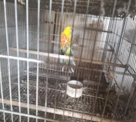 Homem é autuado em R$ 3,2 mil por possuir seis aves exóticas sem documentação em Adamantina