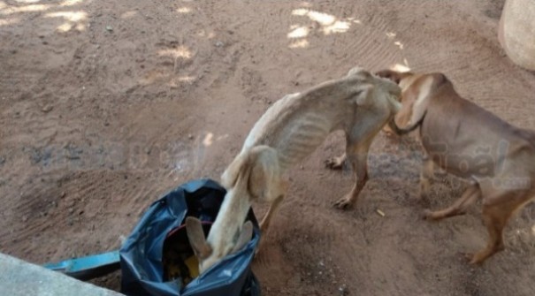 Duas mulheres so presas por maus tratos a animais na Vila Marajoara em Tup