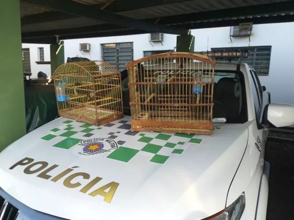 Caseiro de fazenda recebe multa de R$ 1 mil por manter aves silvestres em cativeiro sem autorizao ambiental em Indiana