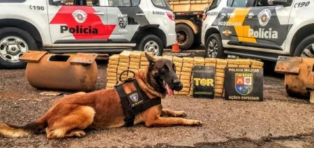 Cães da Polícia Militar se aposentam com carreiras marcadas por grandes apreensões de drogas e prêmios em torneios