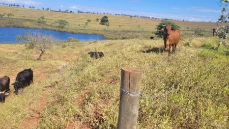 Polícia Ambiental constata pastoreio de gado em reserva e autua assentado em R$ 3,9 mil em Marabá Paulista