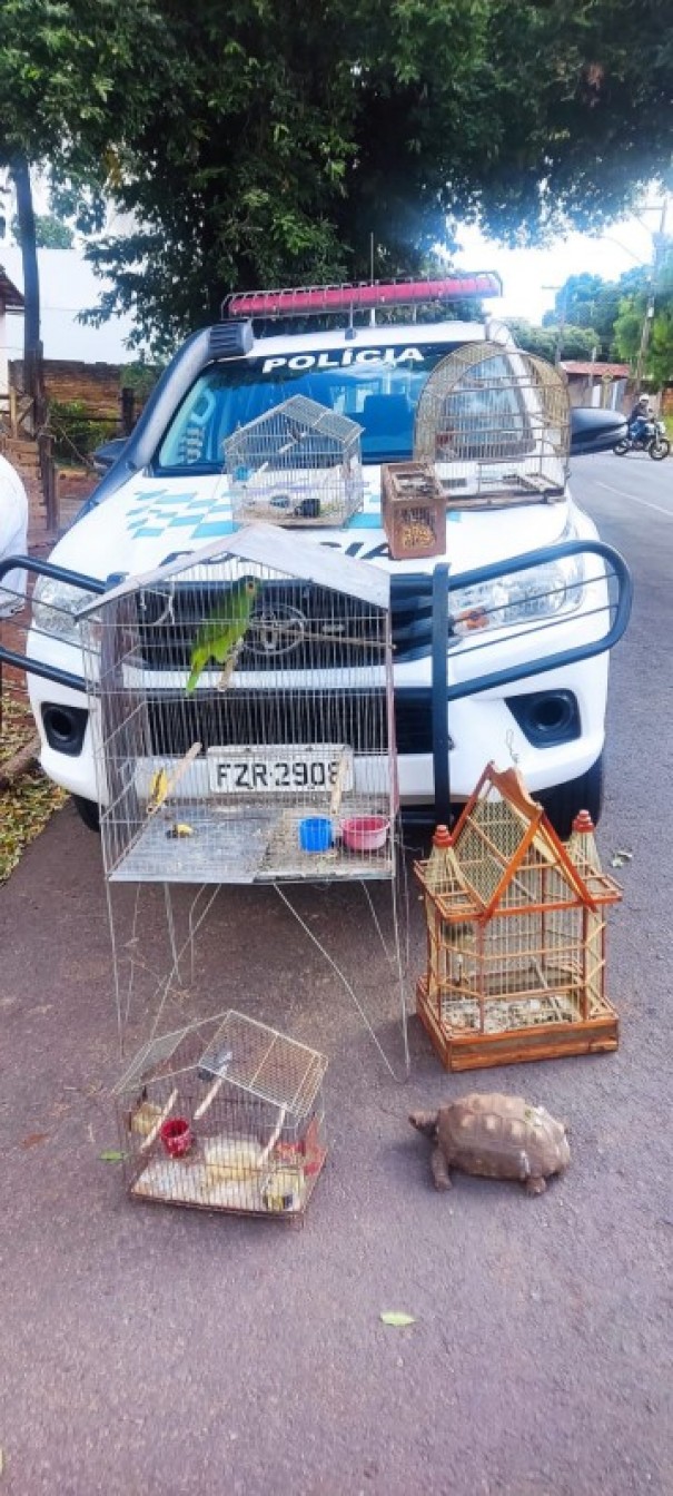 Homem  autuado em r$ 3,5 mil por manter aves e animal em cativeiro e por armar alapo para captura de aves