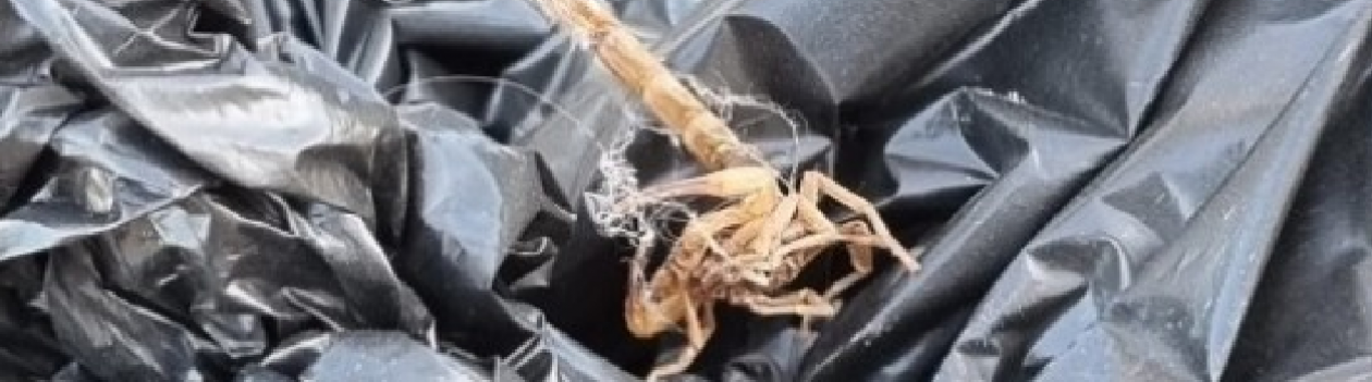 Prefeitura de OC pede que população não descarte escorpiões no lixo