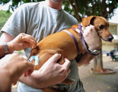 Nova etapa de vacinação contra a Raiva animal acontece na área rural de Osvaldo Cruz