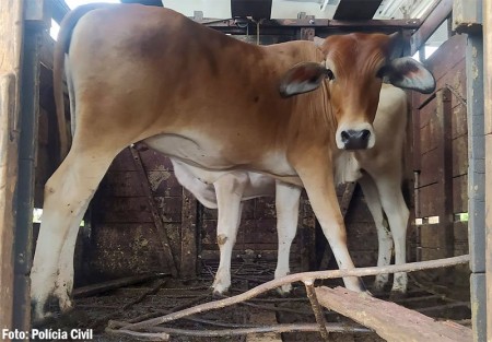 Novilhas furtadas em Rancharia são localizadas em Bastos