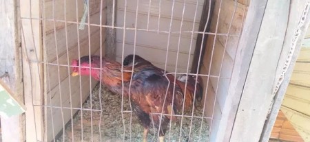 Dupla é multada em R$ 33 mil por realização de rinha de galos em Martinópolis