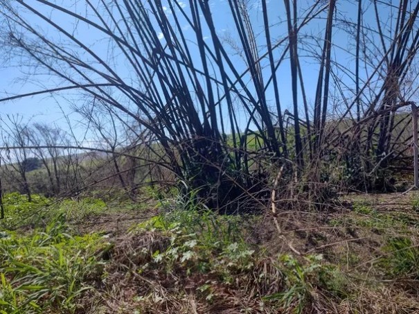 Sitiante  multado em mais de R$ 64 mil por queimada em rea de Preservao Permanente