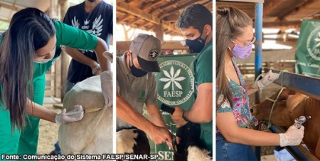 Sindicato de Iacri realizará curso de bovinocultura de corte - aplicação de medicamentos e vacinas