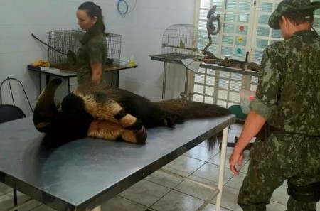 Ameaçado de extinção, tamanduá-bandeira com sinais de atropelamento é resgatado pela Polícia Ambiental