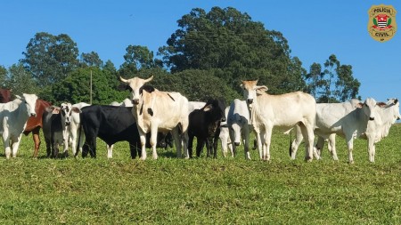 Polícia Civil de Adamantina esclarece furto de gado