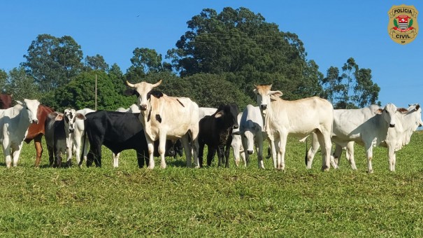Polcia Civil de Adamantina esclarece furto de gado